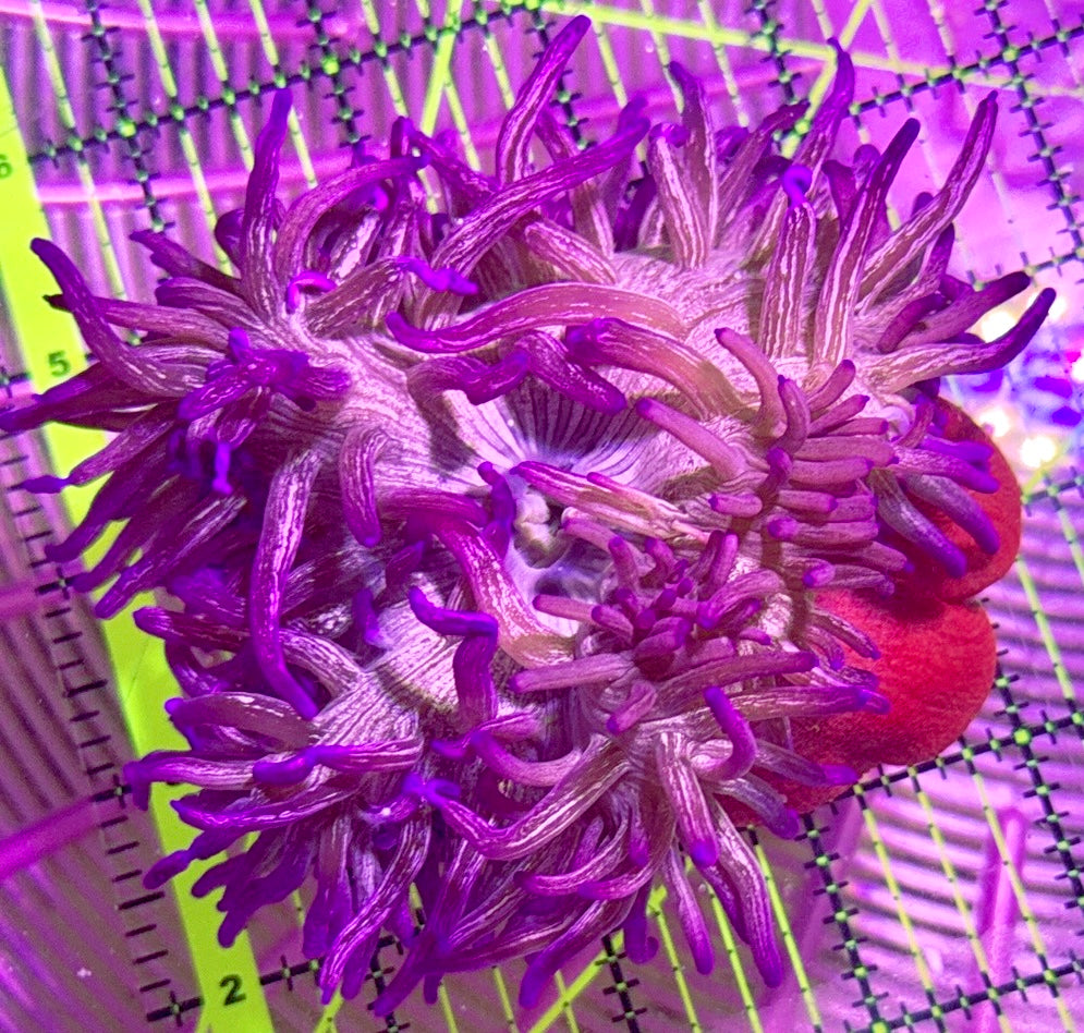 Peppermint Long Tentacle Anemone PLTA090401 WYSIWYG Size : 4" to 6"