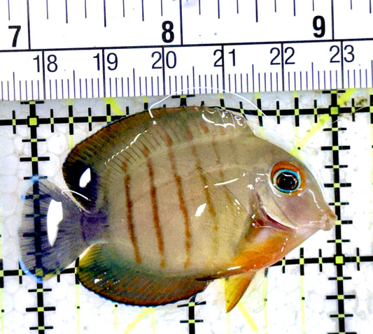 Eibli Mimic Tang EMT061701 WYSIWYG Size: S 2"
