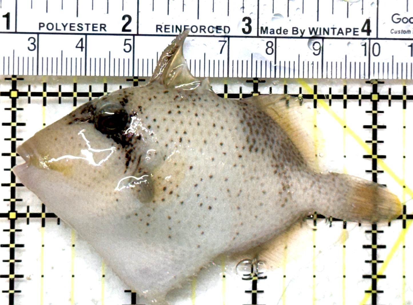 Titan Triggerfish TT082301 WYSIWYG Size: ML 3.25" approx