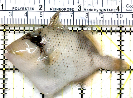 Titan Triggerfish TT082301 WYSIWYG Size: M 3.25" approx