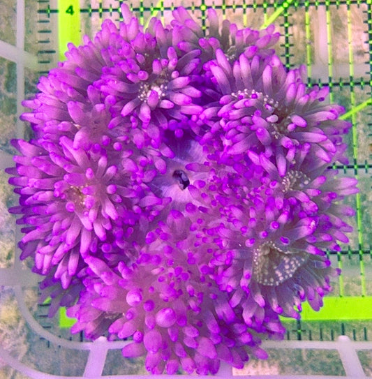 Purple Flat Anemone PFA090401 WYSIWYG Size: L 5" to 6"