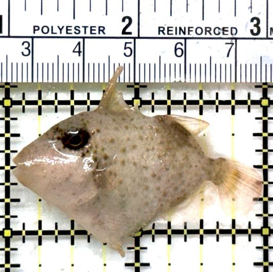 Yellowmargin Triggerfish YT082301 WYSIWYG Size: SM 2" approx