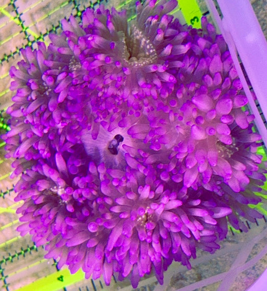 Purple Flat Anemone Size: L 5" to 6"