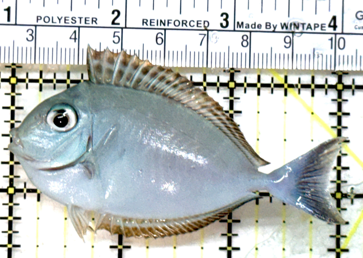 Black Tongue Unicorn Tang BTUT082301 WYSIWYG Size: M 3" approx
