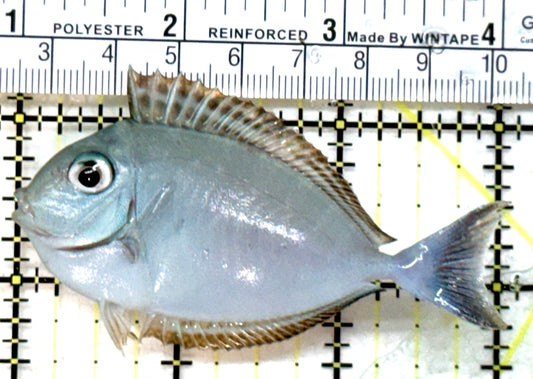 Black Tongue Unicorn Tang BTUT082301 WYSIWYG Size: M 3" approx