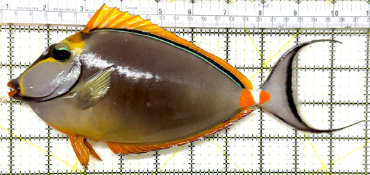 Blonde Naso Tang (Maldives Special Grade) BNT082302 WYSIWYG Size: XXXL/Show Male Streamers 10" approx