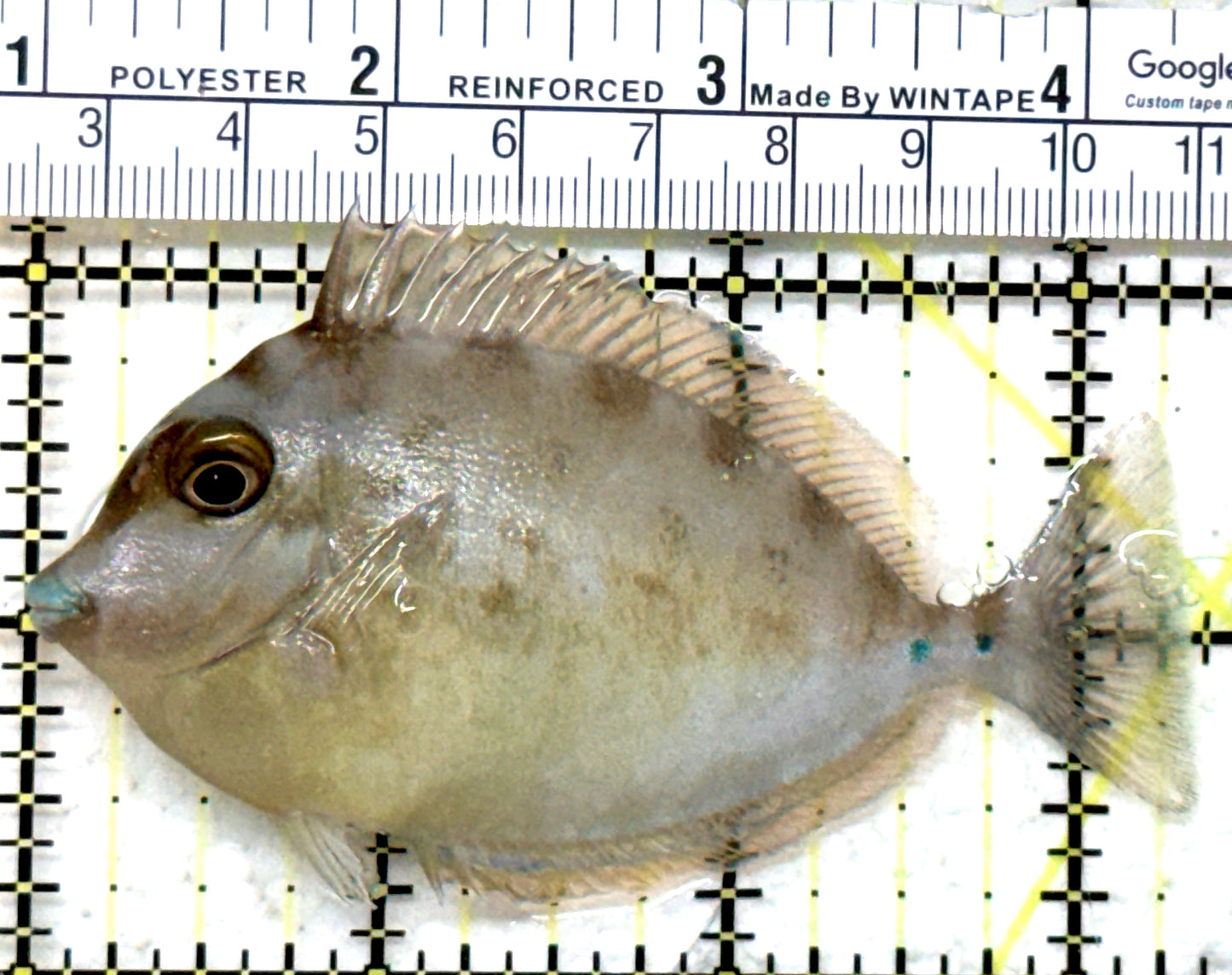 Unicorn Tang UT082301 WYSIWYG Size: M 3.25" approx
