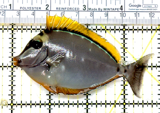 Blonde Naso Tang (Maldives Special Grade) BNT082303 WYSIWYG Size: SM 3.75" approx