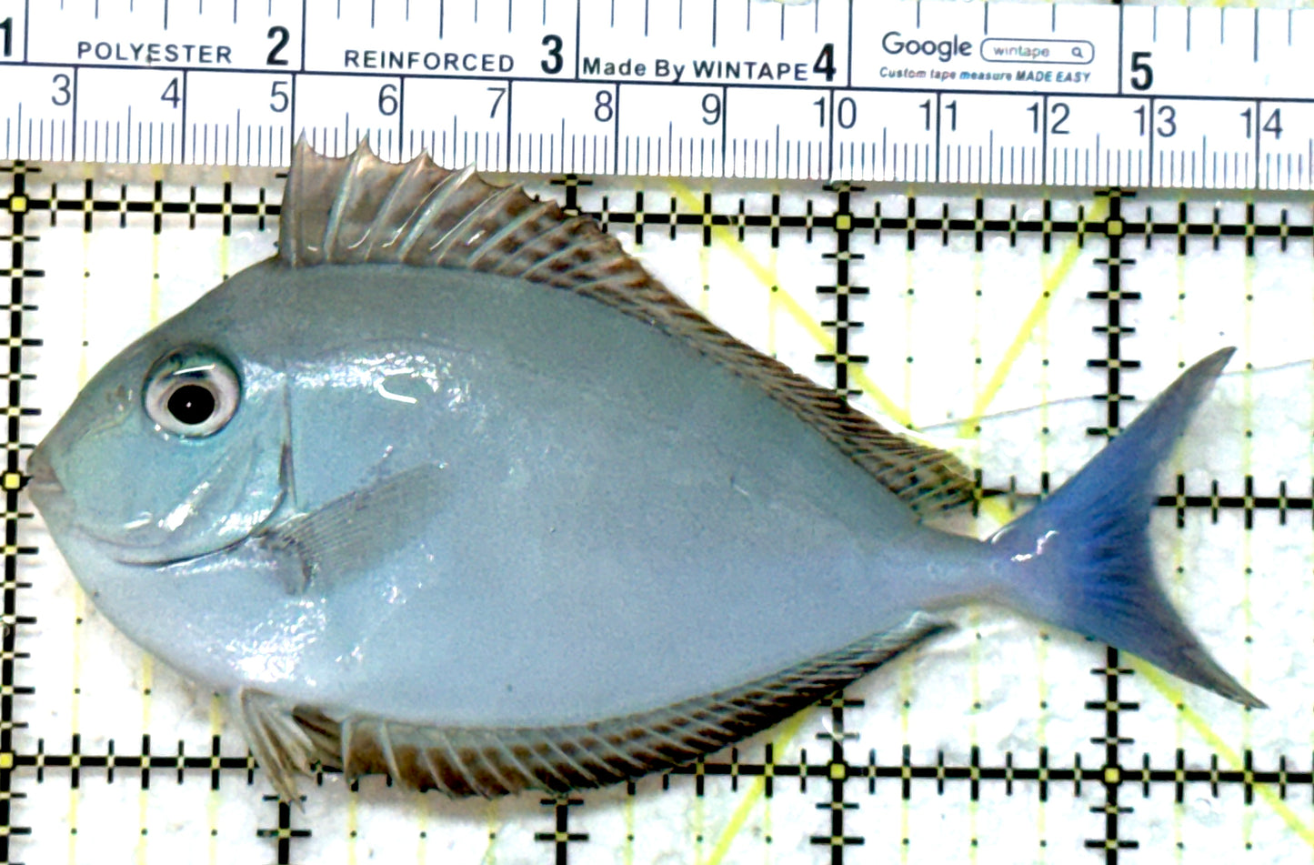 Black Tongue Unicorn Tang BTUT082302 WYSIWYG Size: ML 4.5" approx