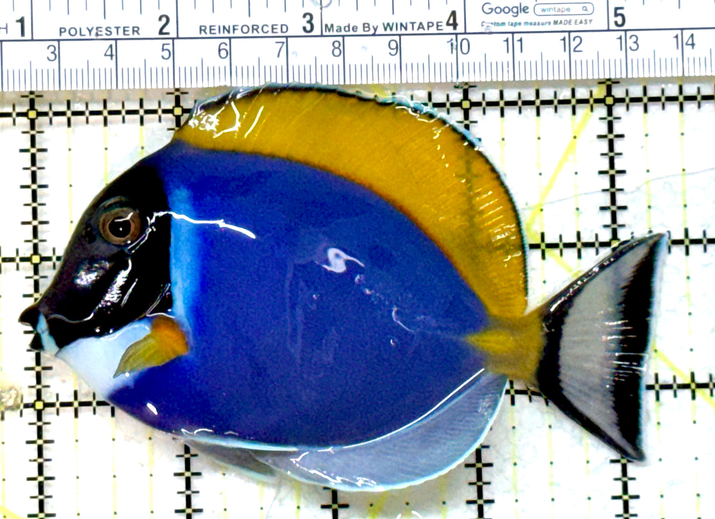 Powder Blue Tang PBT082303 WYSIWYG Size: L 4.5" approx