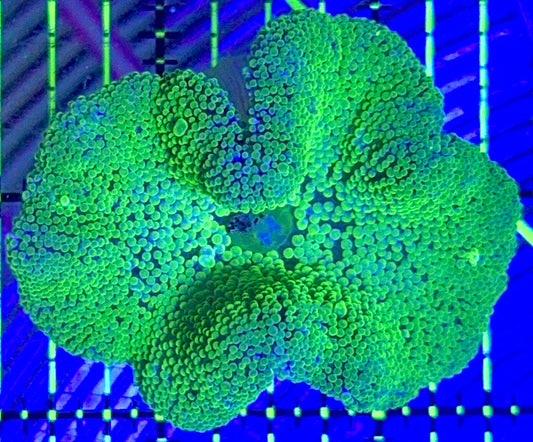 Neon Green Carpet Anemone (Haddoni) NGCA090401 WYSIWYG Size: S 2" to 3"