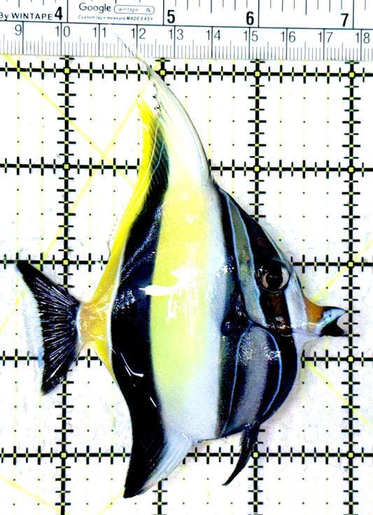 Moorish Idol MI061601 WYSIWYG Size: ML 3.5"