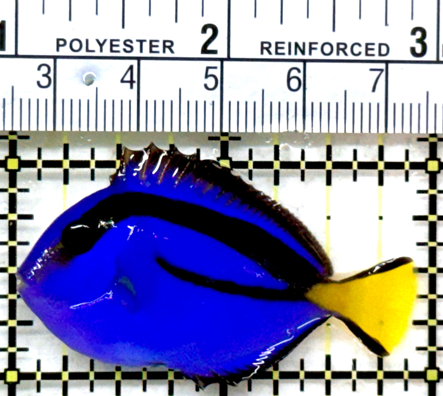 Blue Hippo Tang BHT082205 WYSIWYG Size: S 2" approx
