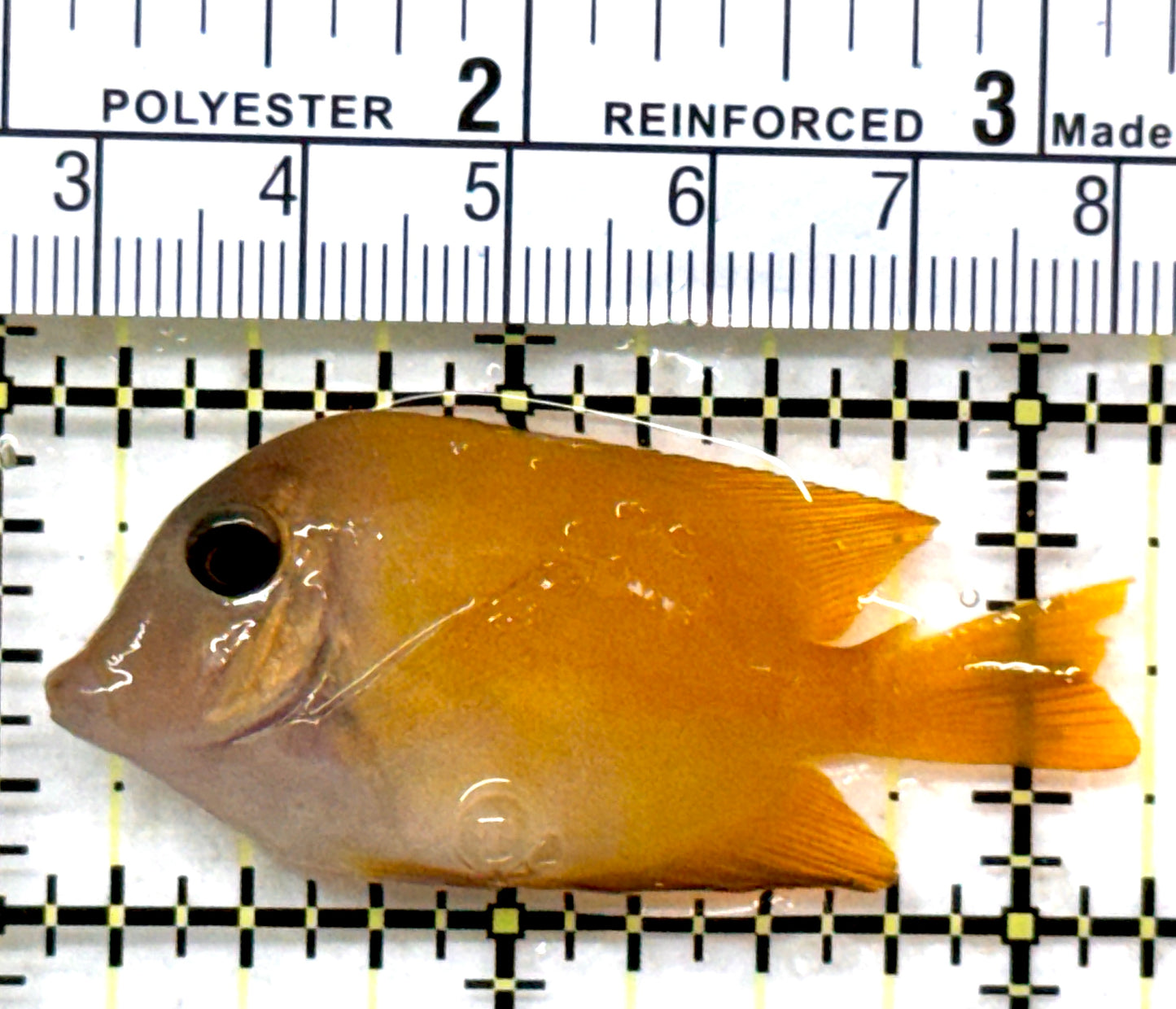Bluelip Bristletooth Juvenile BBJ082301 WYSIWYG Size: S 2" approx