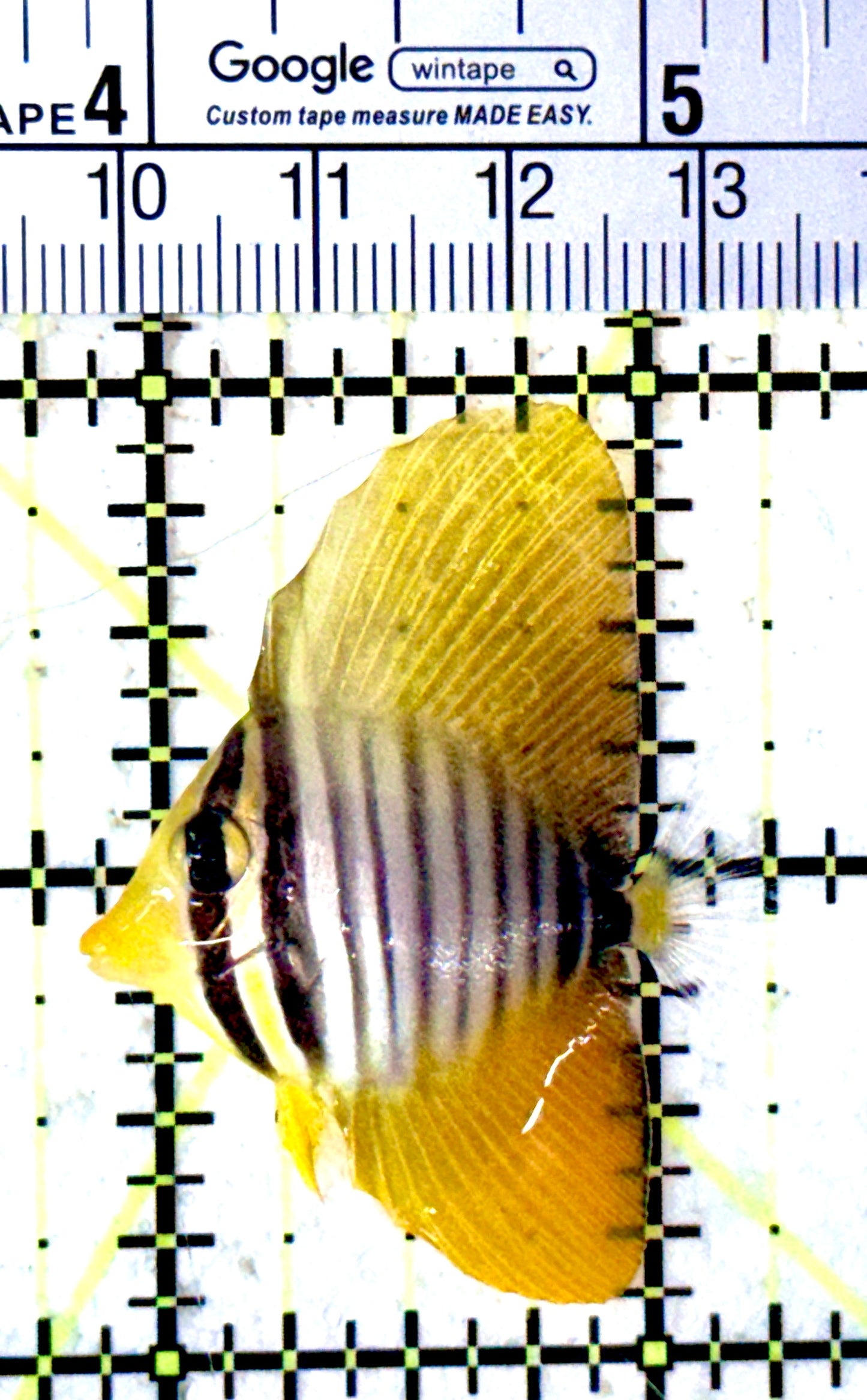 Desjardini Tang (Red Sea Sailfin Tang) DT061601 WYSIWYG Size: S 1.5"
