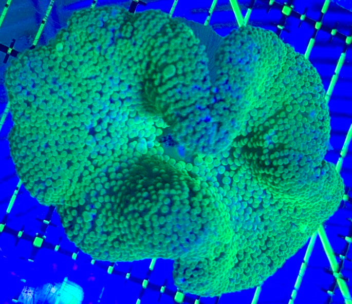 Neon Green Carpet Anemone (Haddoni) NGCA090401 WYSIWYG Size: S 2" to 3"