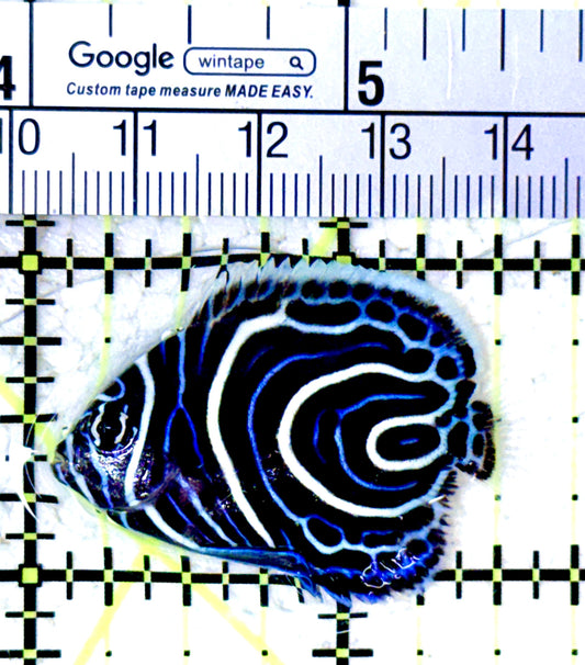 Emperor Angelfish Juvenile EAJ061601 WYSIWYG Size: S 1.5"