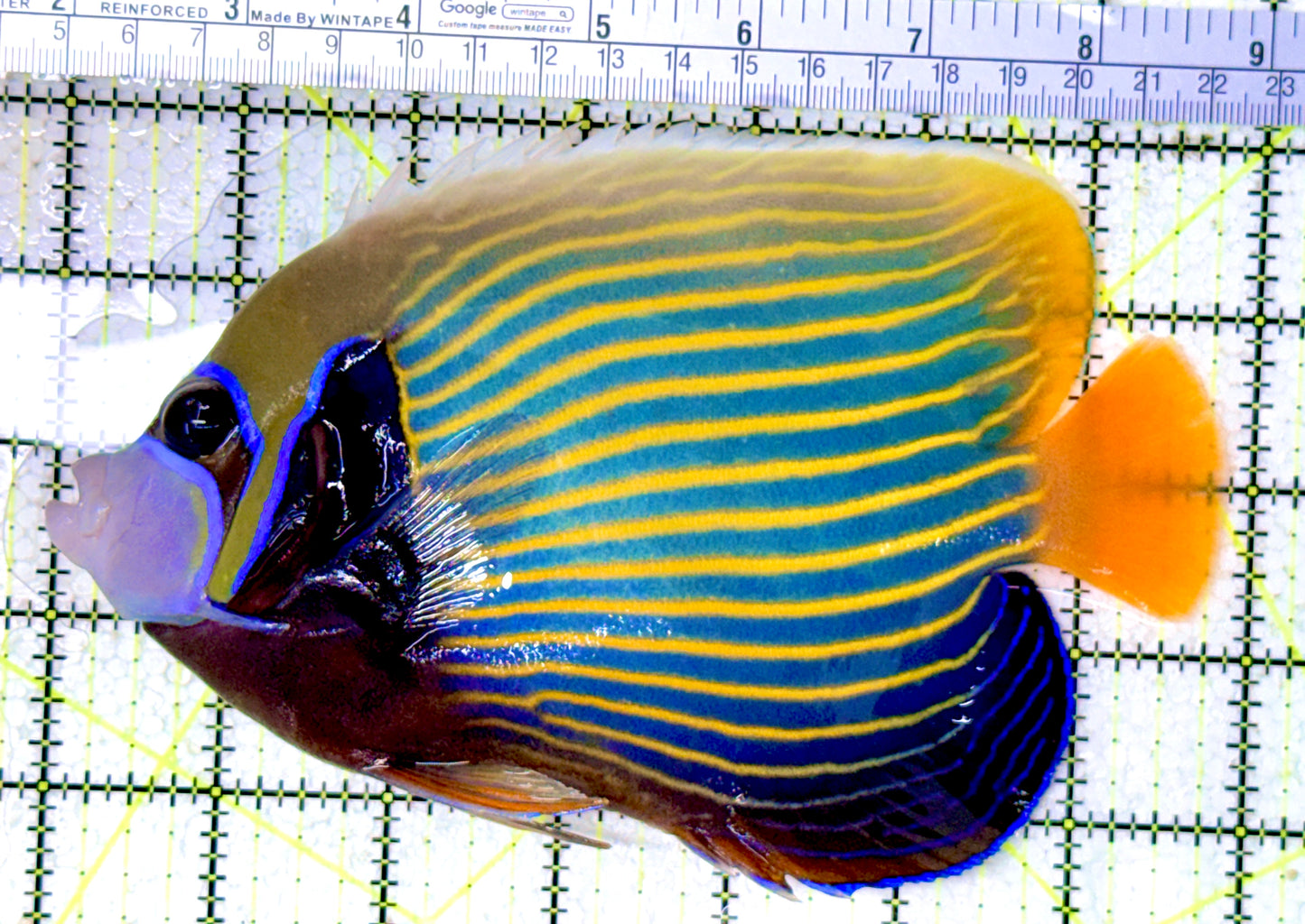Emperor Angelfish Adult EAA061601 WYSIWYG Size: XL 7"