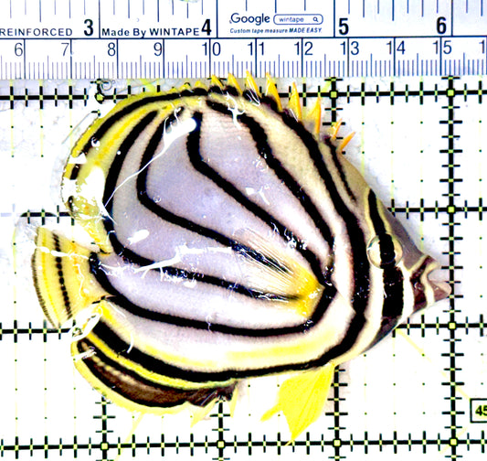 Meyer's Butterflyfish MB061602 WYSIWYG Size: L 3.75"