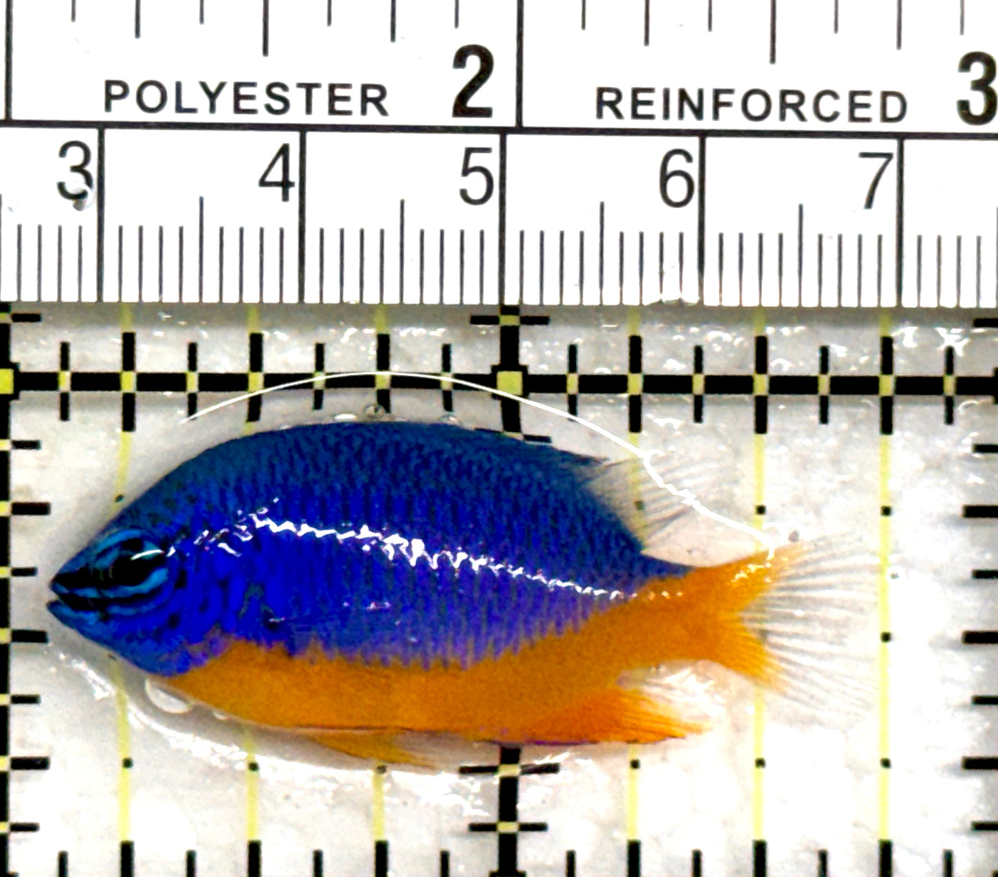 Kupang Azure Damselfish KAD082301 WYSIWYG Size: S 1.75" approx