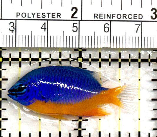 Kupang Azure Damselfish KAD082301 WYSIWYG Size: S 1.75" approx