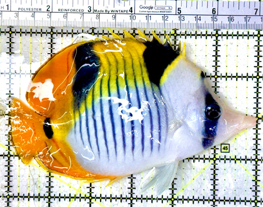 Blackwedged Butterflyfish BB061601 WYSIWYG Size: XXL/SHOW 6"