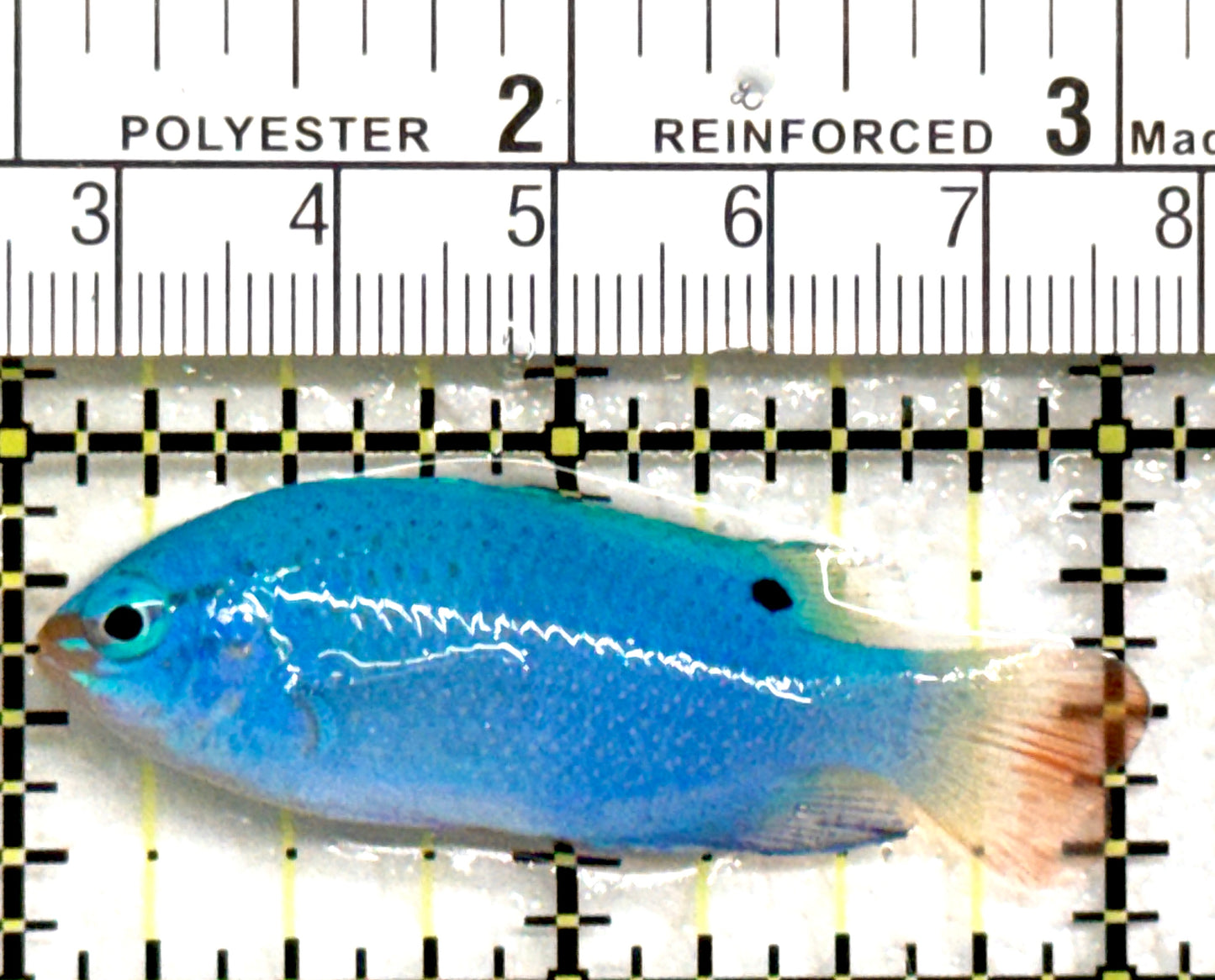 Orange Tail Male Blue Devil Damselfish OTMBDD082302 WYSIWYG Size: S 1.5" approx