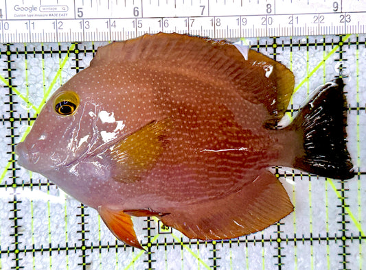 Yellow Eye Kole Tang (Spotted Maldives Special Grade) YEKT061601 WYSIWYG Size: XXL SHOW 5.25"
