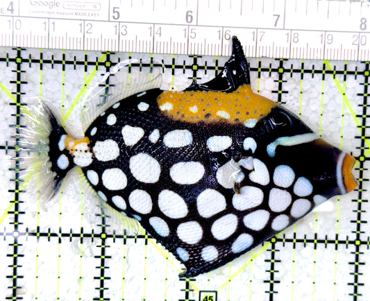 Clown Triggerfish CT061601 WYSIWYG Size: M 4"
