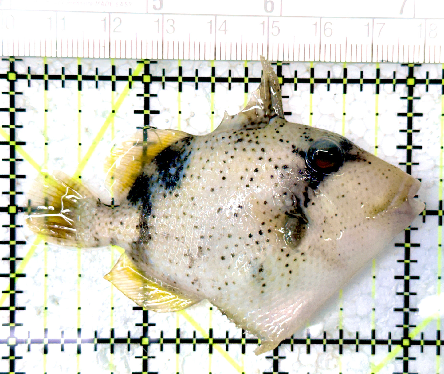 Yellowmargin Triggerfish YT061601 WYSIWYG Size: SM 3"