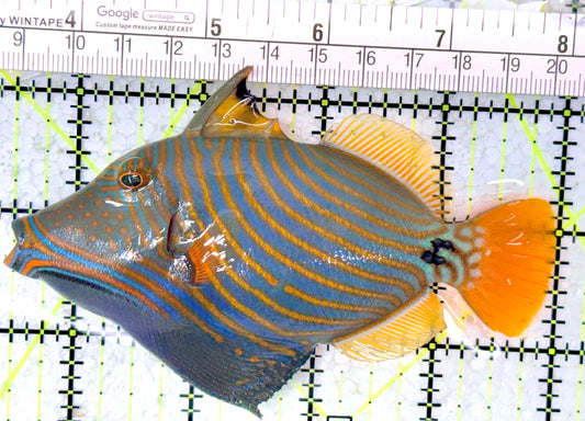 Undulated Triggerfish UT061601 WYSIWYG Size: XL 4.5"