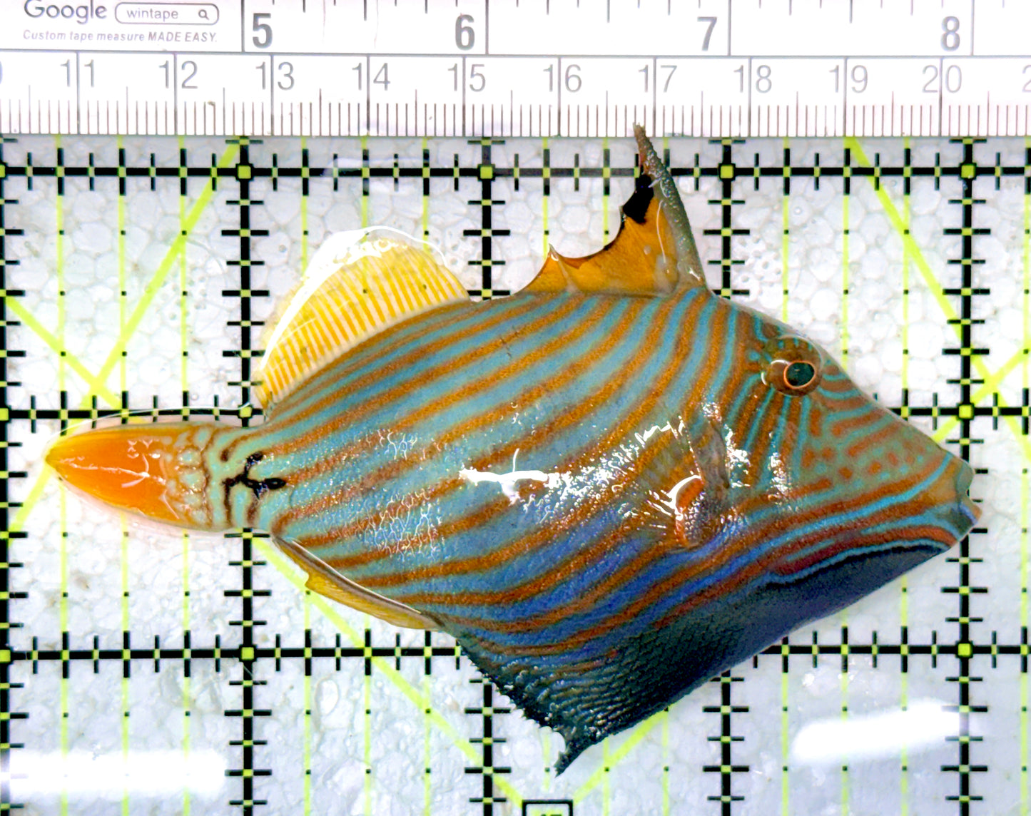 Undulated Triggerfish UT061602 WYSIWYG Size: L 3.75"