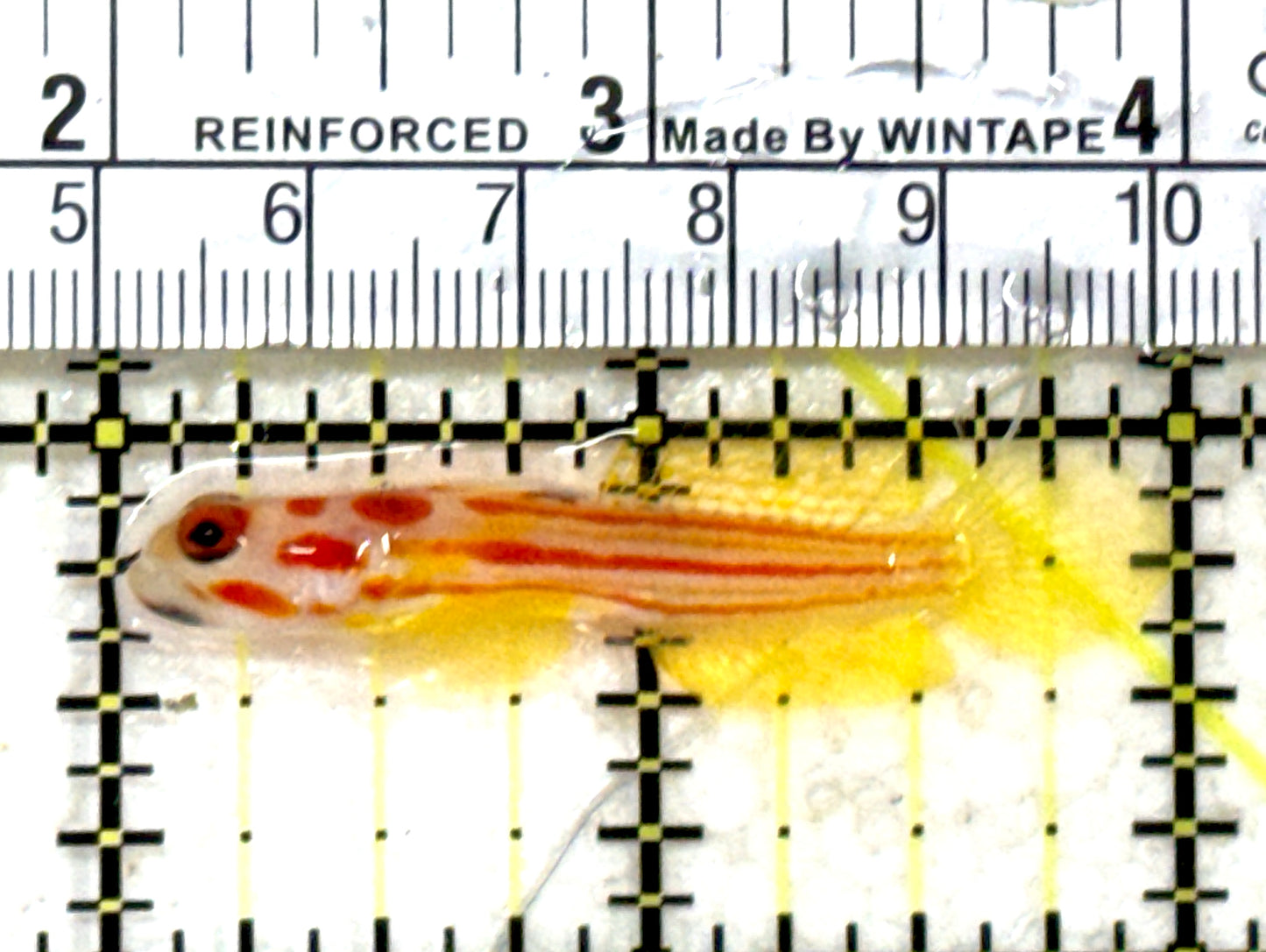 Yasha Goby YG082201 WYSIWYG Size: M 2" approx
