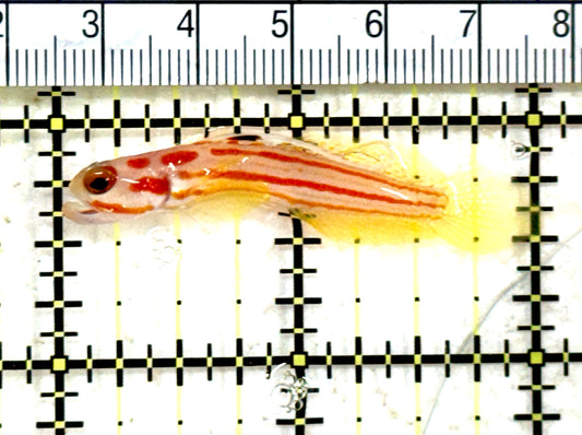 Yasha Goby YG082201 WYSIWYG Size: 2" approx