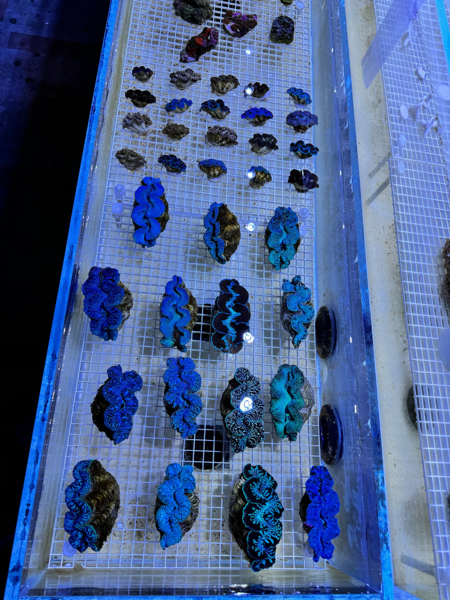 Maxima Ultra Clam Size: SHOW 5.5"+