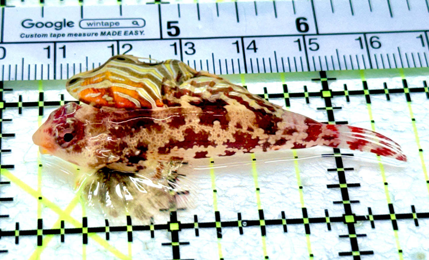 Red Scooter Dragonet (Maldives Bright Red) RSD061601 WYSIWYG Size: XXL/SHOW 2.25"