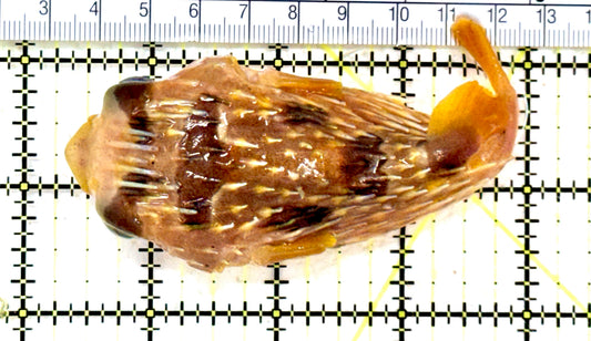 Porcupine Pufferfish PP082201 WYSIWYG Size: L 4.25" approx
