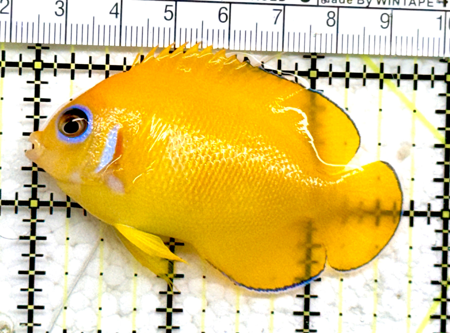 Blue Eyes Lemonpeel Angelfish BELA082201 WYSIWYG Size: L 2.75" approx