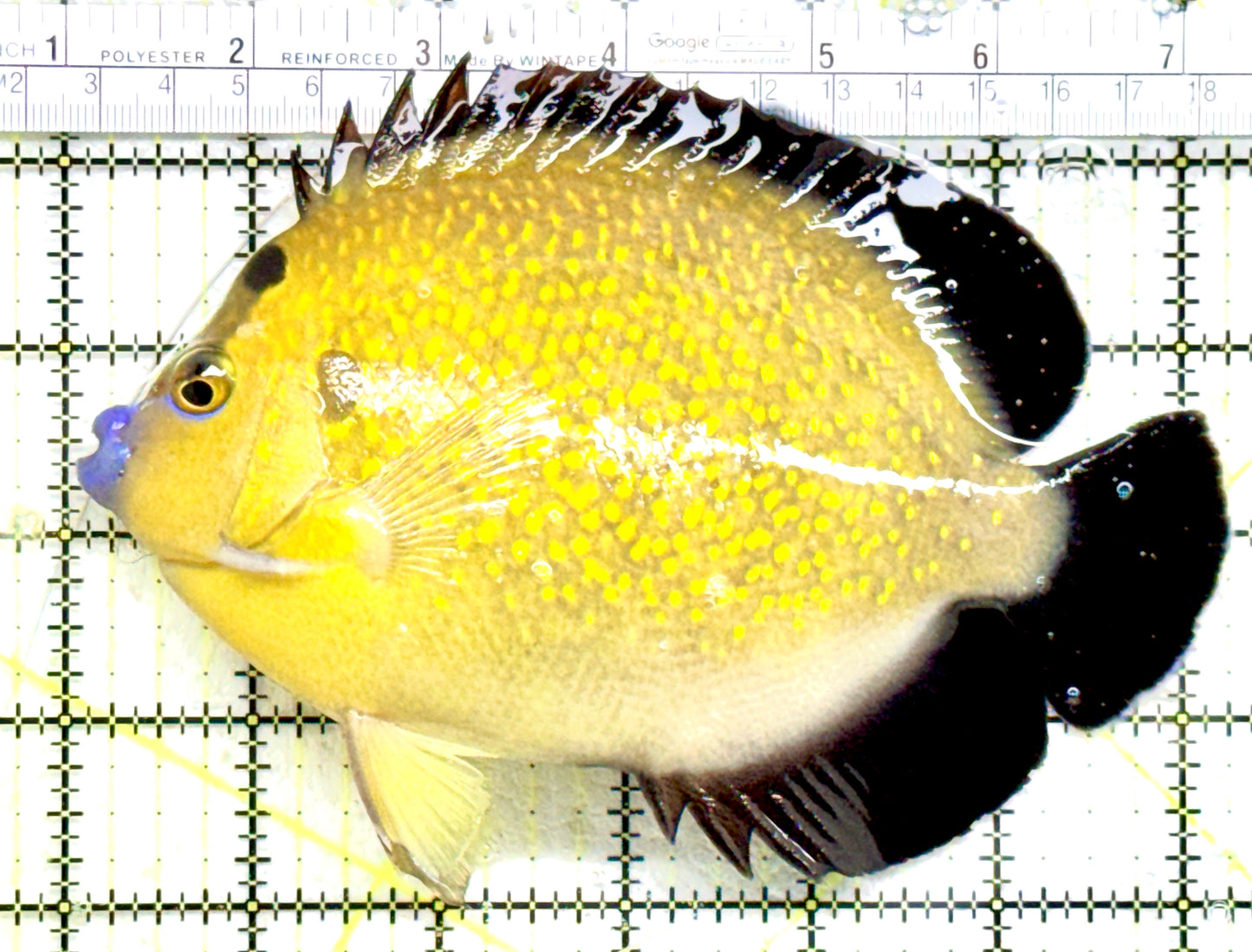 Goldflake Angelfish GA082201 WYSIWYG Size: XXL SHOW 6.25" approx