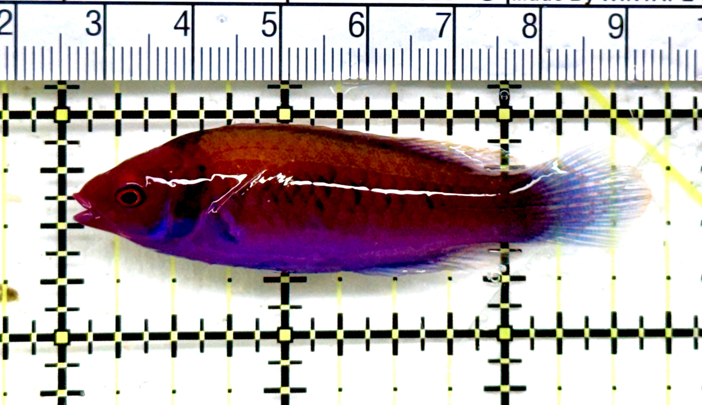 Orange-Back Fairy Wrasse OBFW082201 WYSIWYG Size: XL 2.75" approx
