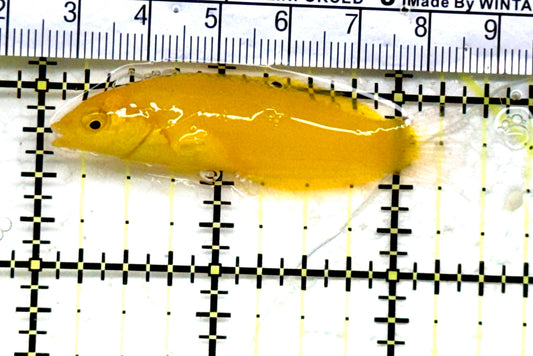 Yellow Coris Wrasse YCW082201 WYSIWYG Size: M 2.5" Approx