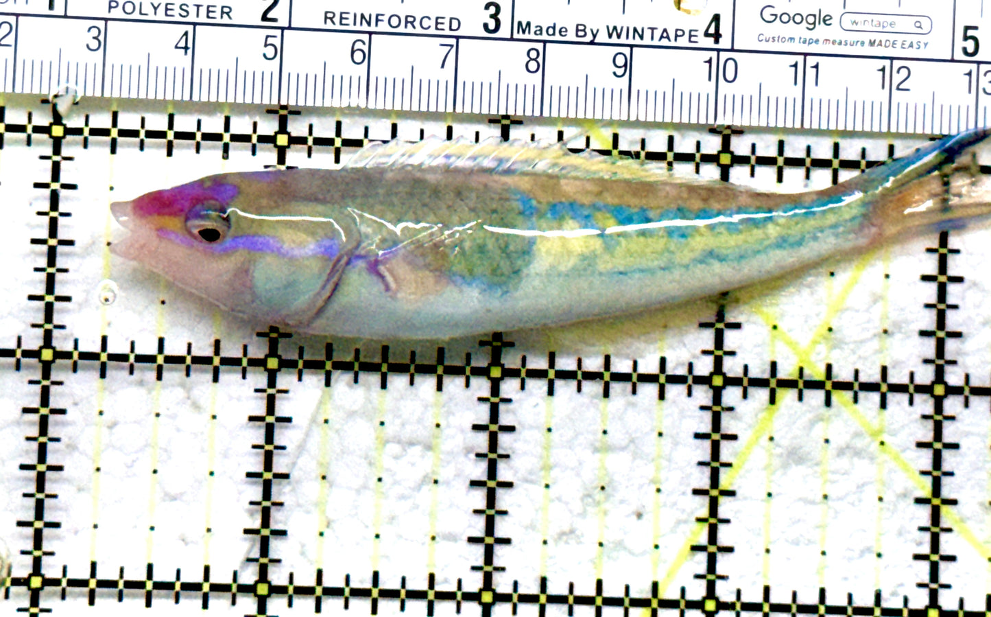 Royal Pencil Wrasse (Male) RPW082201 WYSIWYG Size: XL 4"approx