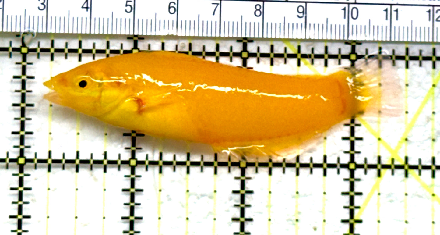 Yellow Coris Wrasse YCW082202 WYSIWYG Size: L 3.25" APPROX
