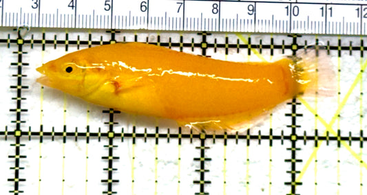 Yellow Coris Wrasse YCW082202 WYSIWYG Size: L 3.25" approx