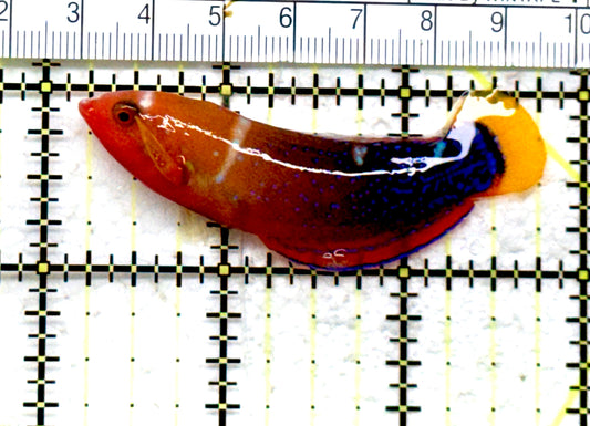 African Red Clown Coris Wrasse Adult ARCCWA082201 WYSIWYG Size: Tiny 2.5" approx