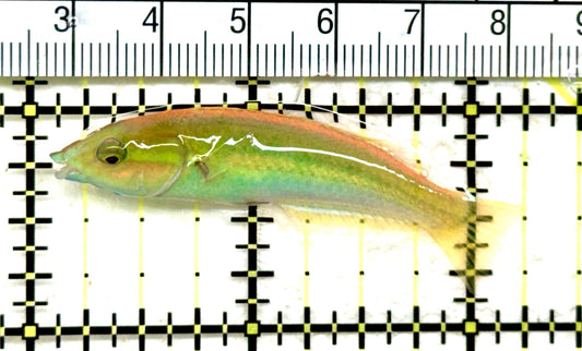 Multicolor Pencil Wrasse MPW082301 WYSIWYG Size: M 2.25" approx