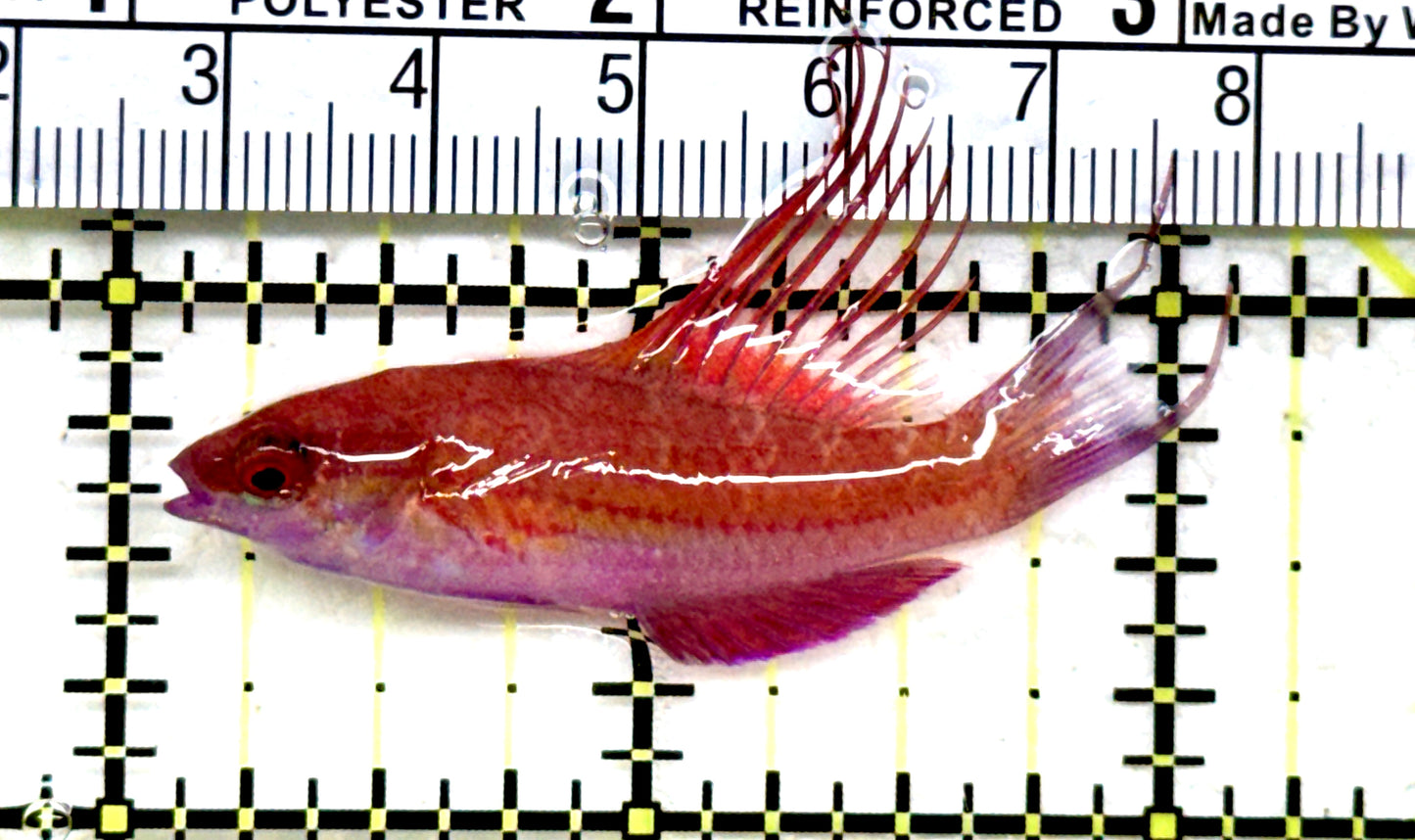 Blue Flasher Wrasse BFW082202 WYSIWYG Size: L 2" approx
