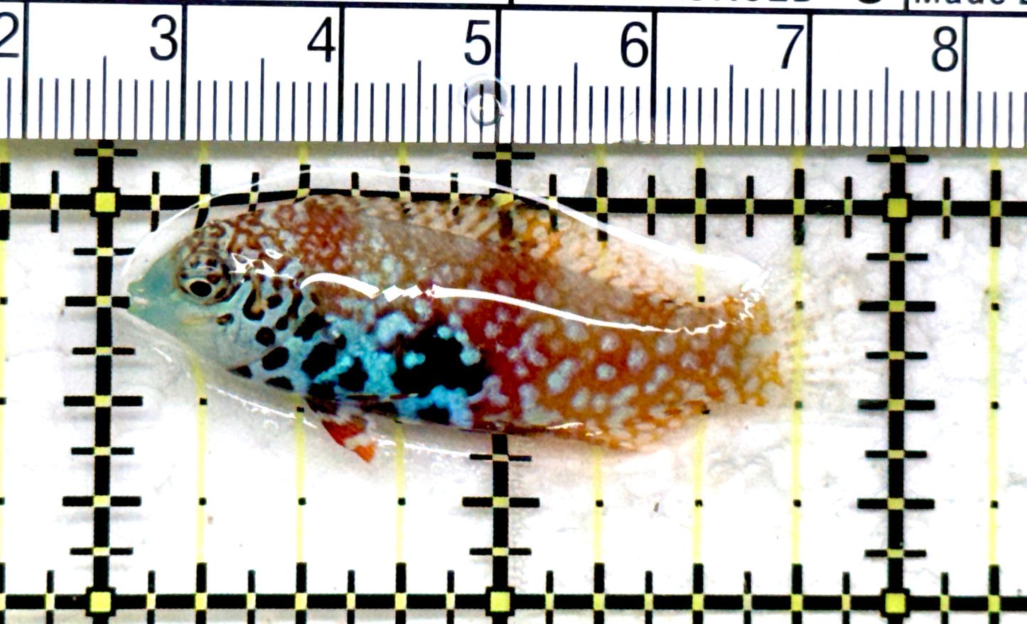 BlueStar Divided Leopard Wrasse  Female BDLWF082201 WYSIWYG Size: M 2" approx