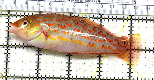 Timor Wrasse TW082201 WYSIWYG Size: XXL Above 4.25" Approx