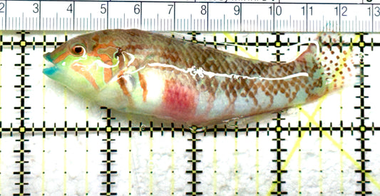 Nebulous Picture Wrasse NPW082201 WYSIWYG Size: SHOW 3.75" approx